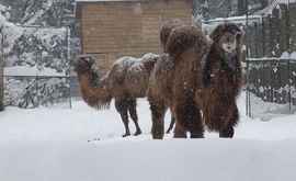 Как питомцы кишиневского зоопарка переживают холода
