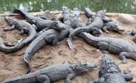 India îşi mută crocodilii de dragul turiştilor