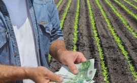 Producătorii agricoli pot depune de astăzi cererile de solicitare a subvențiilor