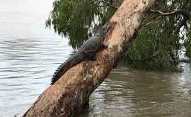 Наводнение в Австралии принесло к домам жителей крокодилов