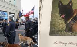 Un cîine al poliţiei din Texas a fost înmormîntat cu onoruri militare