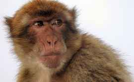  O maimuță a furat un copil de doi ani VIDEO