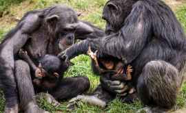 Savanţii spun cum se aseamănă comunicarea cimpanzeilor și a oamenilor