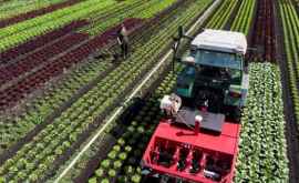 Un pesticid des folosit în agricultură cauzează cancer
