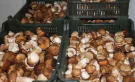 Moldova este cel mai mare consumator de ciuperci din Ucraina