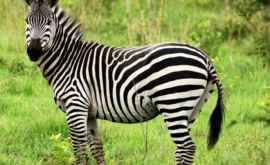 De ce zebra are nevoie de dungi oamenii de știință au prezentat o noua versiune