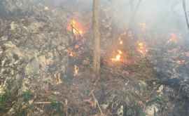 Incendiu de vegetație la Ungheni FOTO