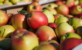 Moldova a exportat în Rusia un volum record de mere