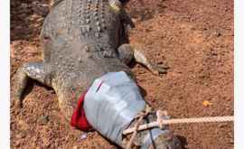 Un crocodil va face închisoare în Australia 