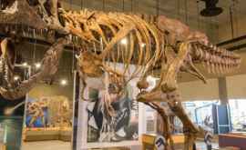 Как выглядит самый крупный в истории тираннозавр ФОТО