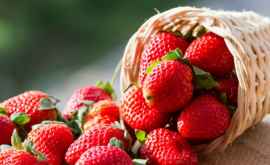 Moldovenii se vor putea bucura de căpșunile locale deja la jumătatea lunii aprilie