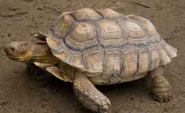 De ce este periculos să ții acasă o broască țestoasă