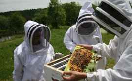Circa 20 de apicultori moldoveni vor primi cîte 80 de stupi verticali