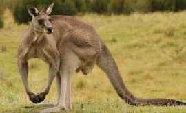 Жительница Австралии выехала на прогулку с кенгуру