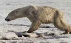 Медведьпутешественник прошел более 700 километров