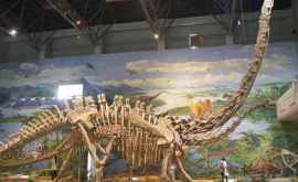В Аргентине нашли останки динозавров возрастом 220 млн лет