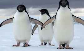Экологическая катастрофа в Антарктиде погибли тысячи пингвинов