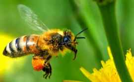 Albinele au început brusc să moară în Serbia