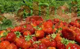 Cînd vor apărea primele căpșune autohtone în piețe