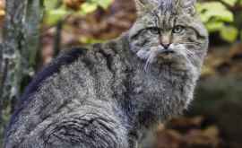Власти Австралии развернули полномасштабную войну против диких кошек