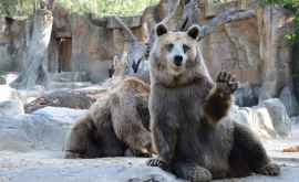 Urșii de la Grădina Zoologică din Chișinău vor avea o casă nouă