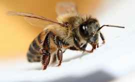 Remedii folositoare în caz de înțepături de albine
