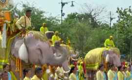Rolul elefanților la parada pentru noul rege al Thailandei VIDEO