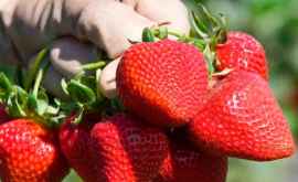 ANSA De unde pot fi cumpărate în siguranță căpșunile în Moldova