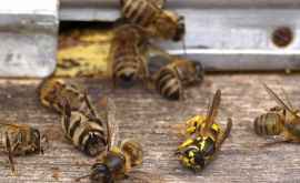 Власти Гагаузии отреагировали на массовую гибель пчел 