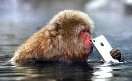 Maimuța și iPhoneul evoluția animalelor sau degradarea omului Video