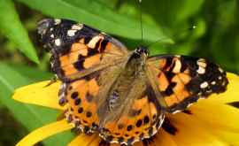ANSA avertizează Fluture periculos tot mai des întîlnit în Moldova