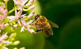Astăzi este marcată Ziua mondială a albinelor