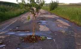 Cum arată şoseaua plină de gropi în care oamenii au sădit pruni
