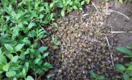 Primele rezultate referitoare la decesul albinelor din Găgăuzia