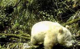 Au apărut primele imagini din lume cu o panda albă
