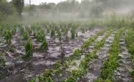 Прошедшие дожди уничтожили более 15 тысяч гектаров сельхозпосевов
