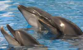 Canada a interzis creșterea balenelor și delfinilor în captivitate