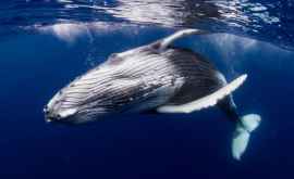 Cîntecul unei balene rare înregistrat pentru prima dată în istorie