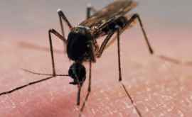Ученые выяснили как комары выбирают жертв для укуса