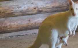 Un pui de cangur alb noua atracție a unei grădini zoologice din Haricov