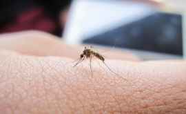 Ce pericol prezintă înțepăturile de țânțar și cum putem preveni consecințele acestora