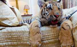 Un tigru a fost descoperit relaxînduse în patul unei case