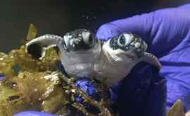 În Malaezia a fost descoperită o ţestoasă cu două capete 