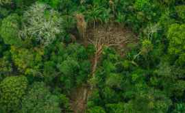 Bachelet cere Braziliei să protejeze Pădurea Amazoniană de minerit