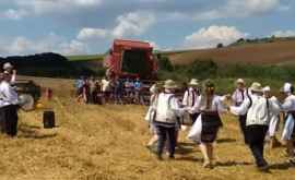 Agricultorii dintrun sat au jucat o horă chiar pe spicele abia retezate VIDEO