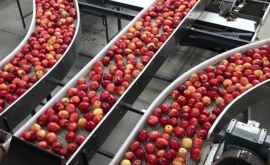 Ce cantitate de mere este planificată spre procesare în Moldova în acest an