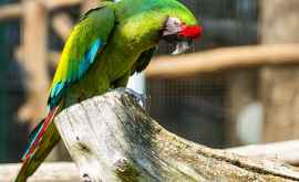 Rămășițele celui mai mare papagal din istorie descoperite