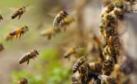 Albinele declarate cele mai importante ființe vii de pe această planetă