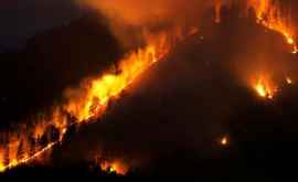Incendiile de vegetaţie din Siberia au afectat circa 963000 de hectare