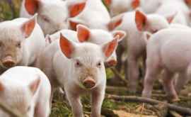 63 de porci de la o fermă din raionul Cahul vor fi sacrificaţi 